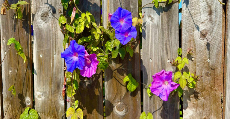 plants (featured image)