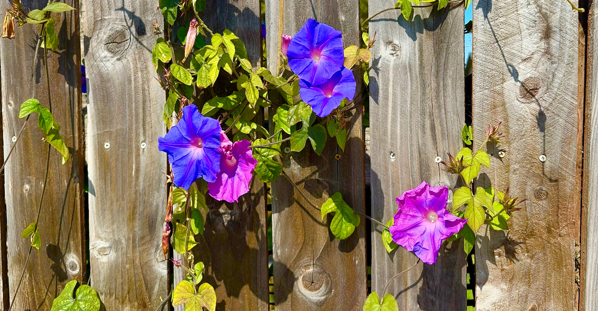 plants (featured image)