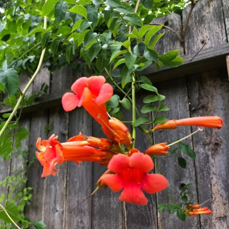 Trumpet Vine Climbs Fast And Covers Large Fences Quickly