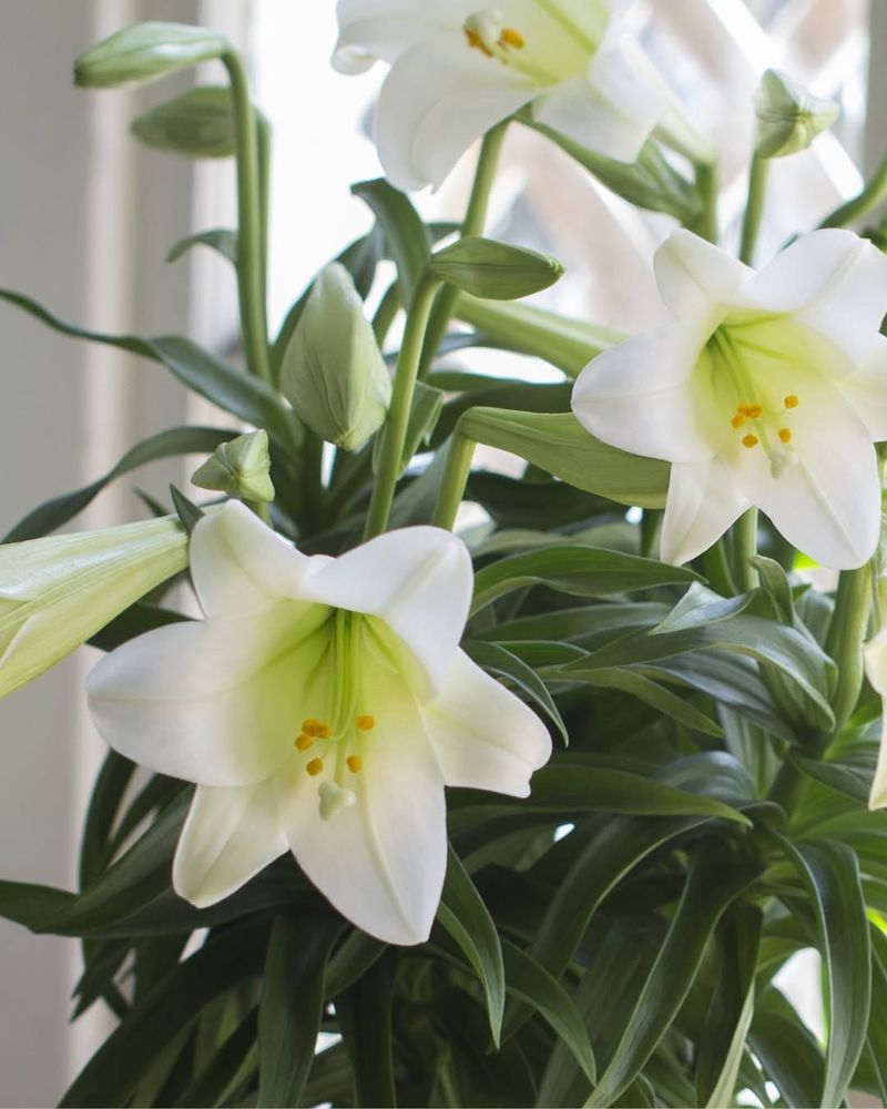Easter Lily Is One Of The Most Dangerous Spring Plants For Cats
