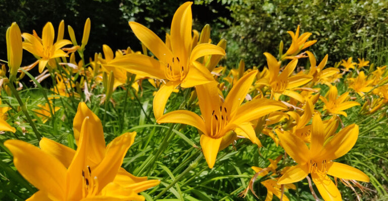 daylily (featured image)