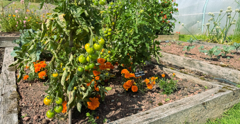 tomatoes (featured image)