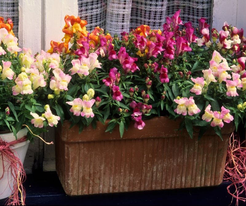 Snapdragons Stay Strong In Chilly Early-Season Air