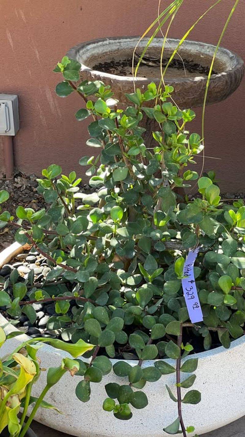 Elephant's Food Performs Reliably In Desert Containers