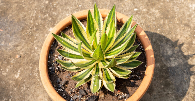 agave (featured image)