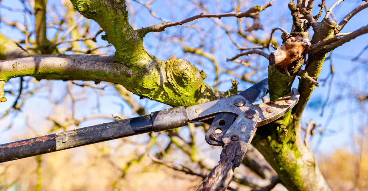 pruning fruit tree