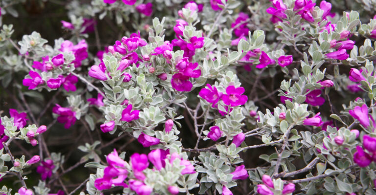 texas sage (featured image)