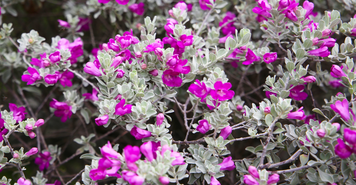 texas sage (featured image)