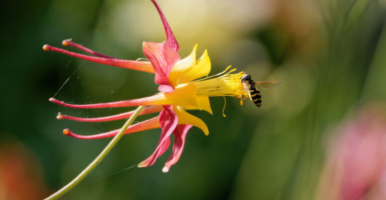 bee on wild colmbine flower