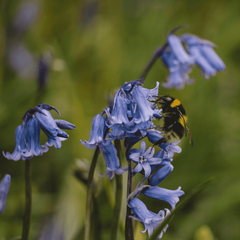 Wake Early Bees With Virginia Bluebells