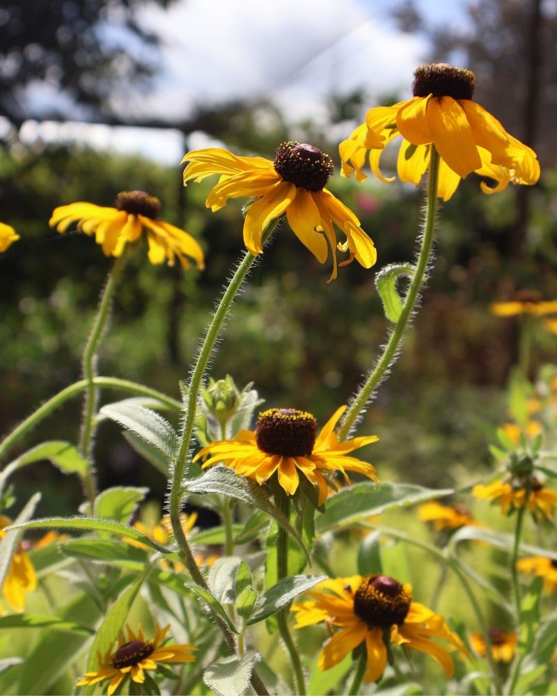 Black-Eyed Susan Thrives In Georgia Heat And Poor Soil