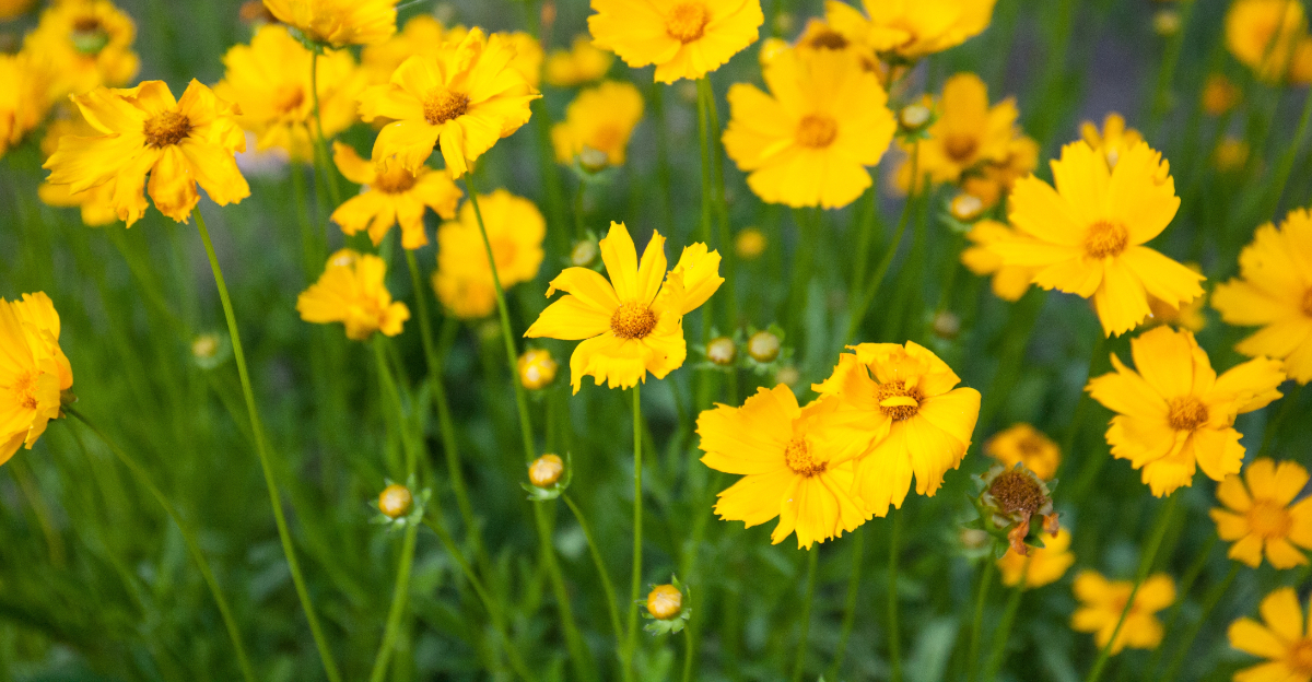 flowers (featured image)