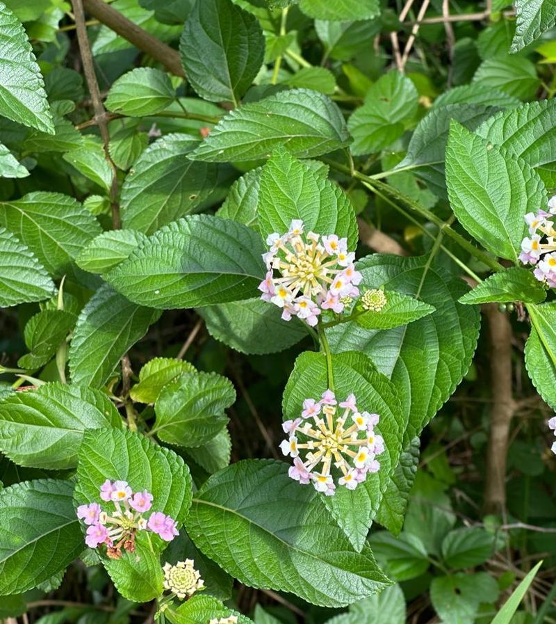 Lantana Camara Thrives In Full Sun And Extreme Heat