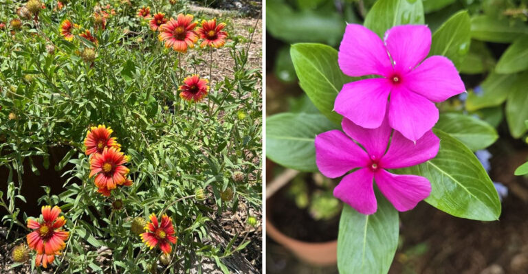 9 Easy Flowers That Practically Grow Themselves In Arizona