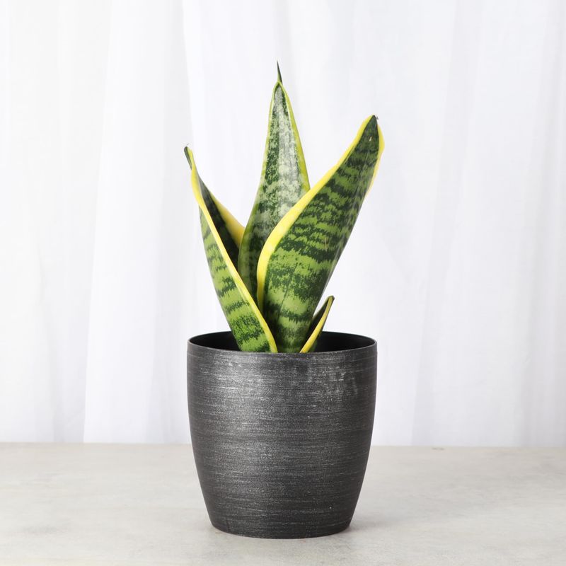 Snake Plant