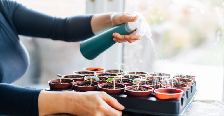 woman mists seedlings indoors