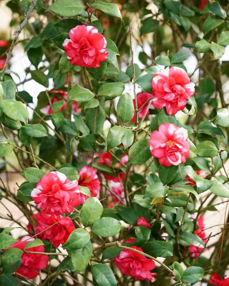 Camellias Bloom In Late Fall And Winter