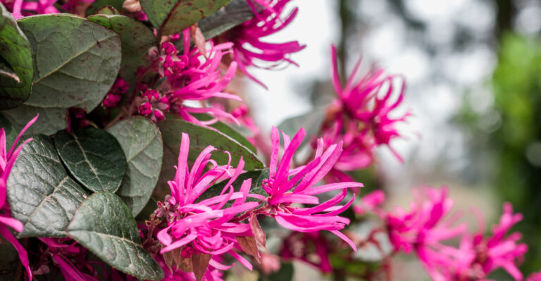 shrub (featured image)