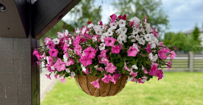 petunia in a hanging basket