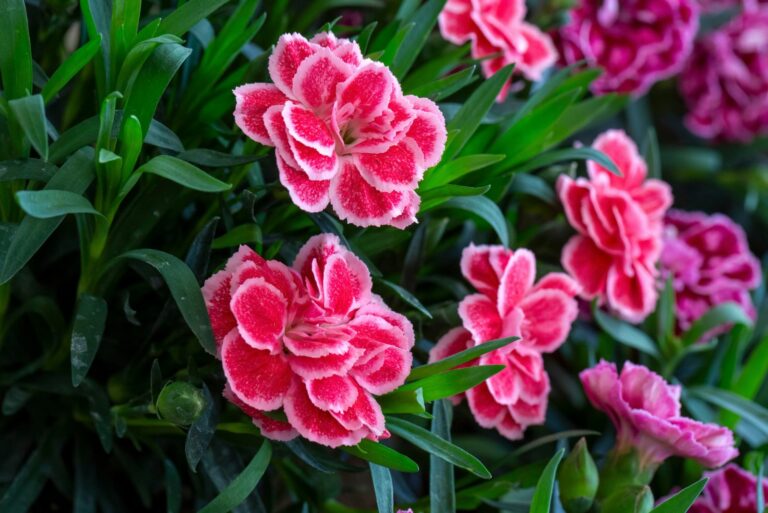 dianthus