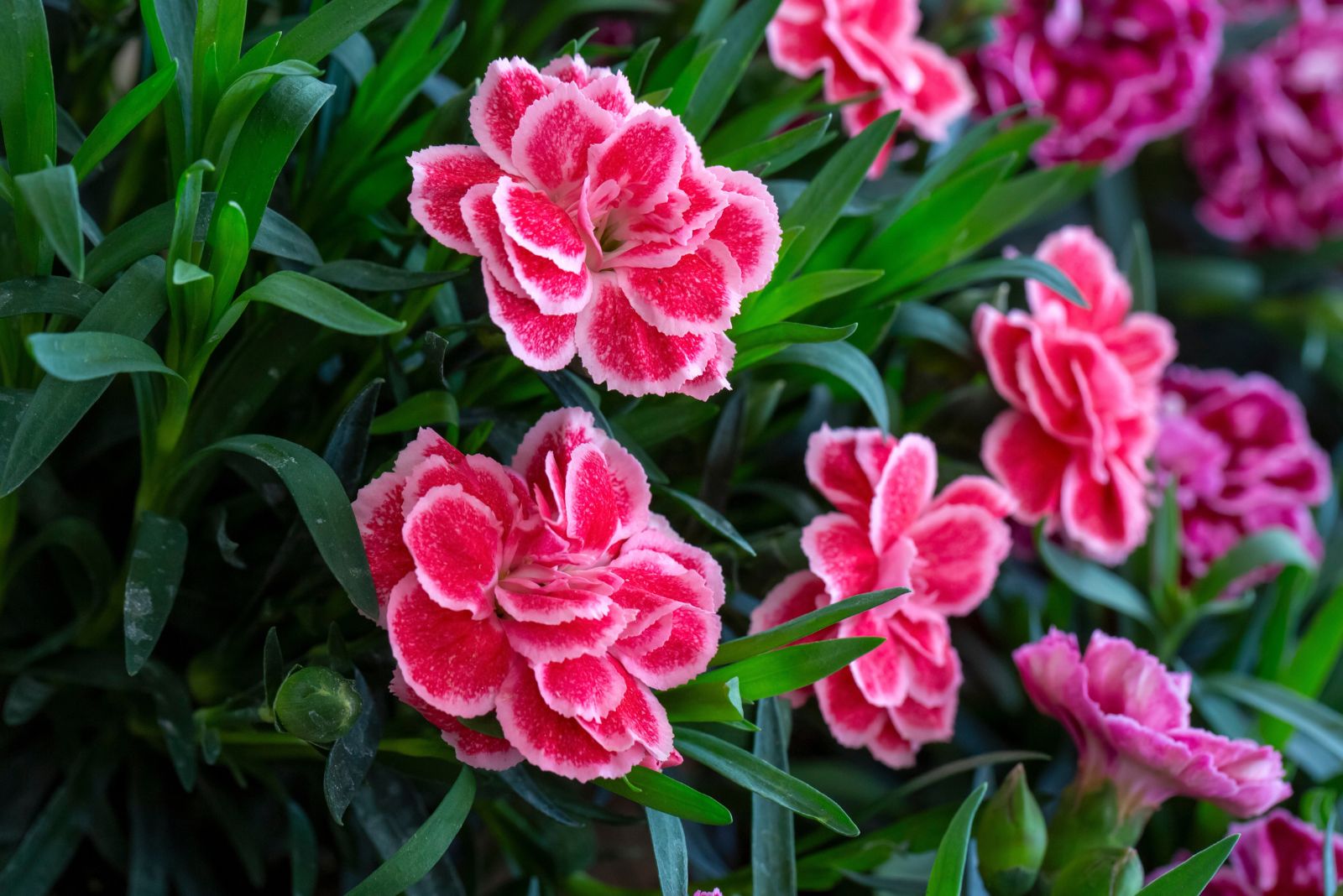 dianthus
