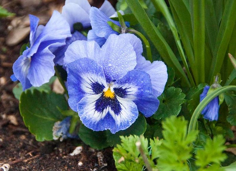 Pansies