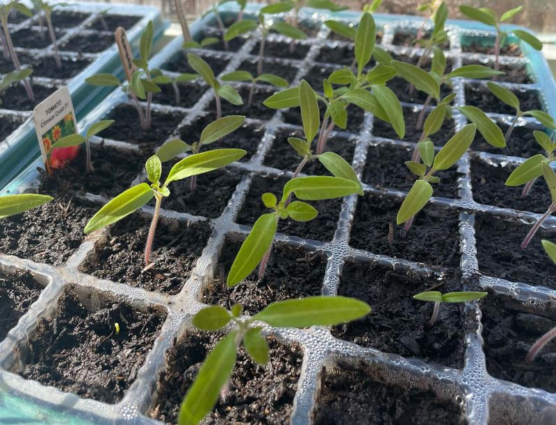 Tomatoes Take Too Long To Start