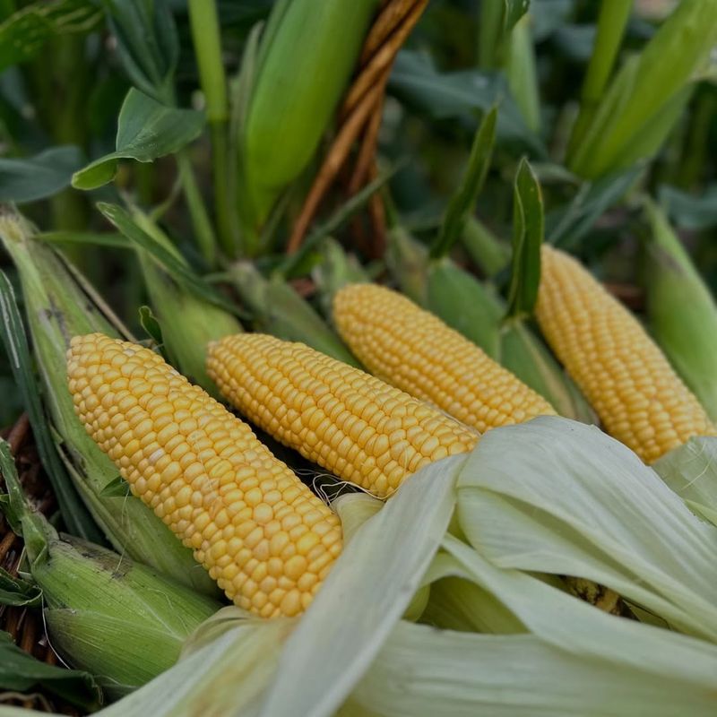 Corn (Zea Mays)