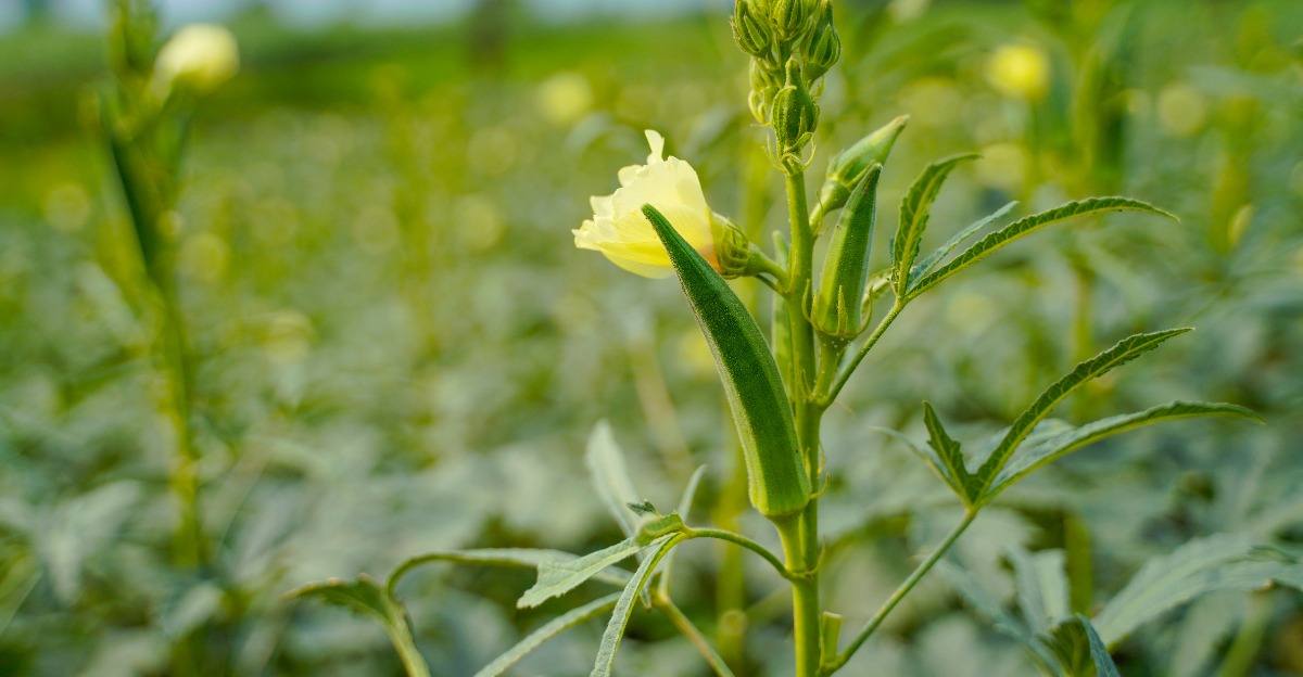 okra plant