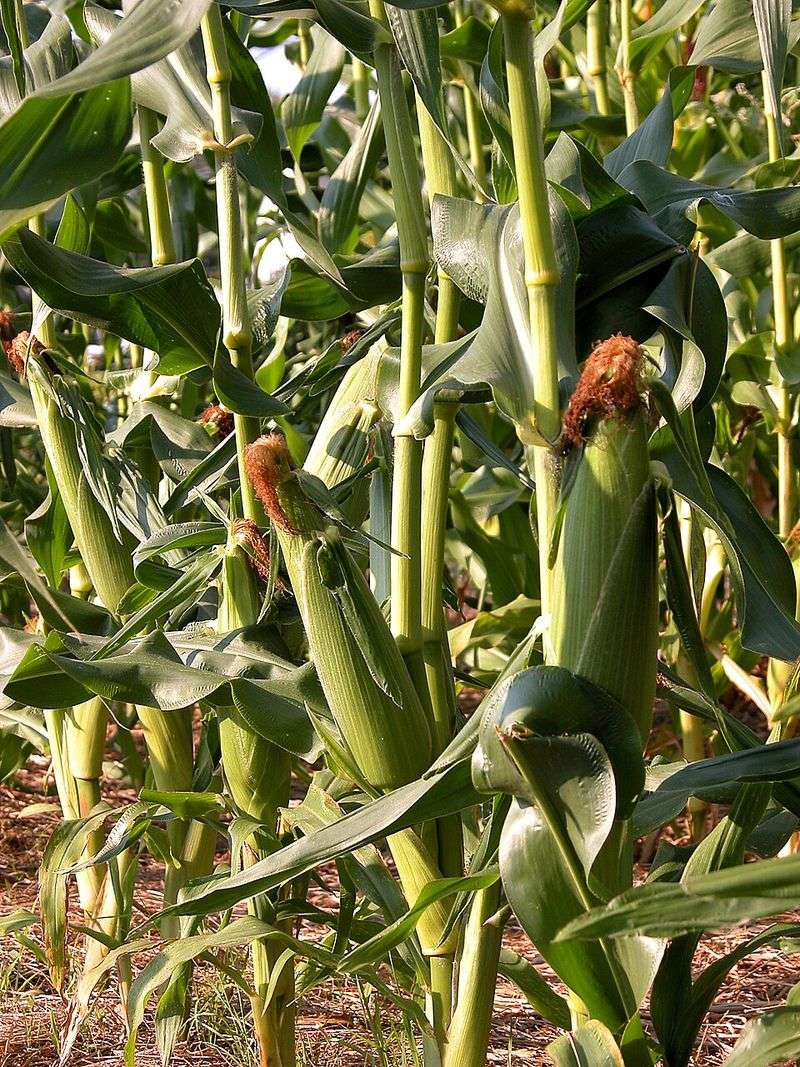 Corn (Zea Mays)