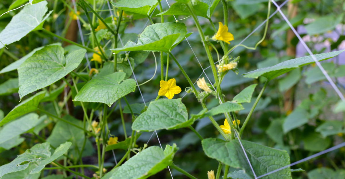 cucumbers blooming