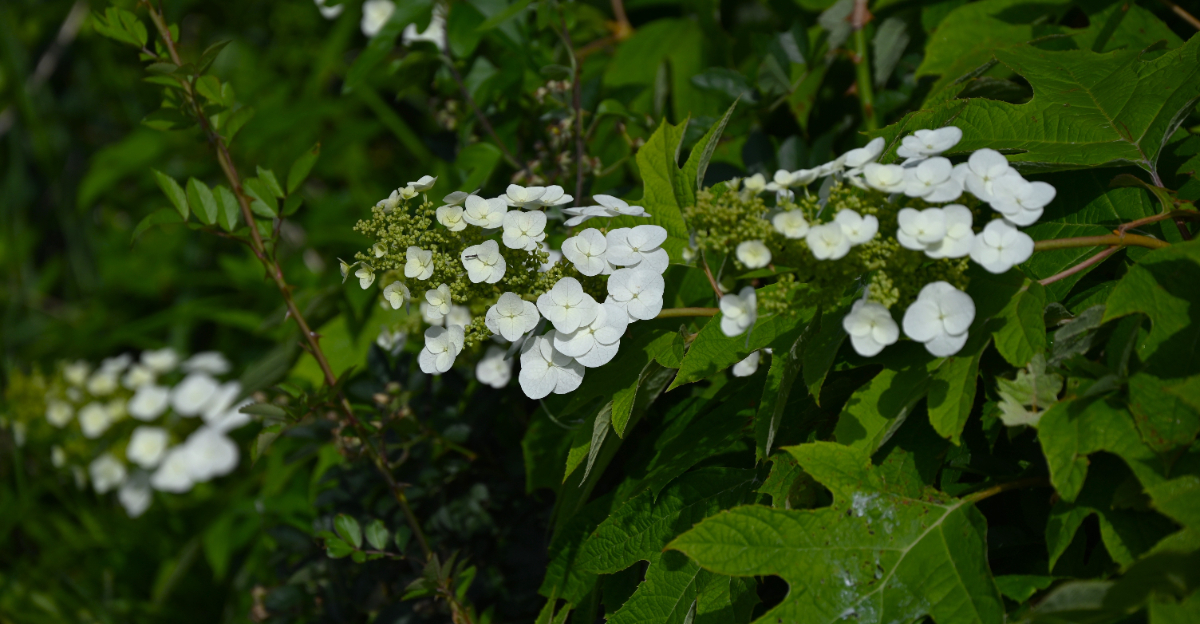 plant (featured image)