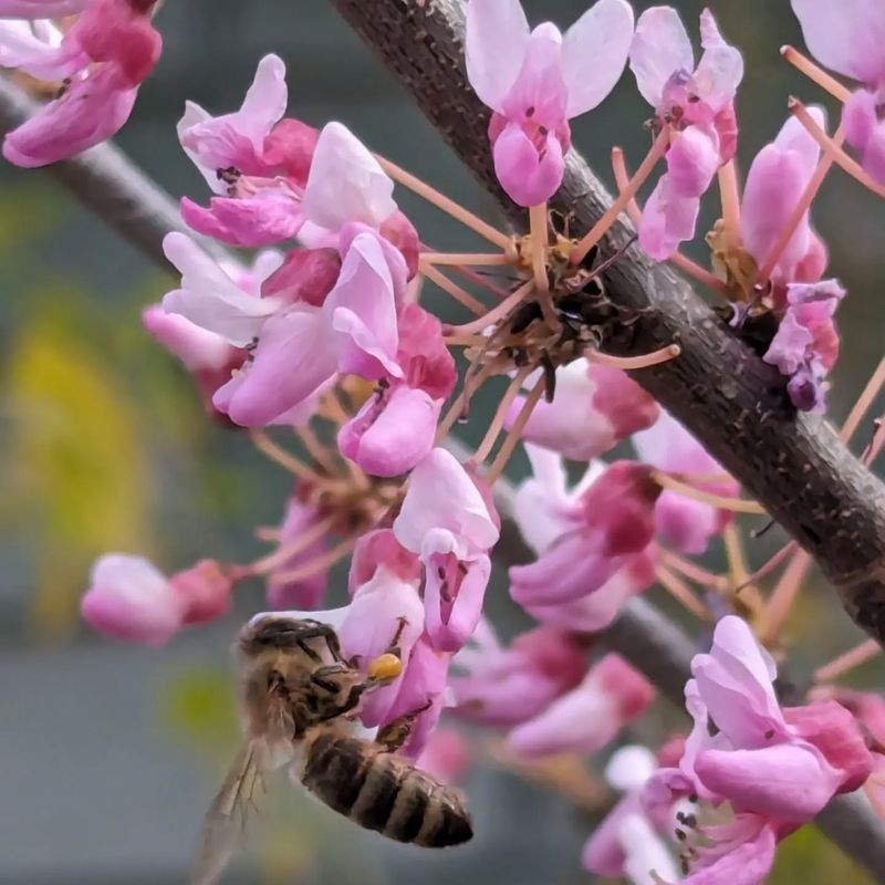 Eastern Redbud Feeds Early Native Bees In Spring