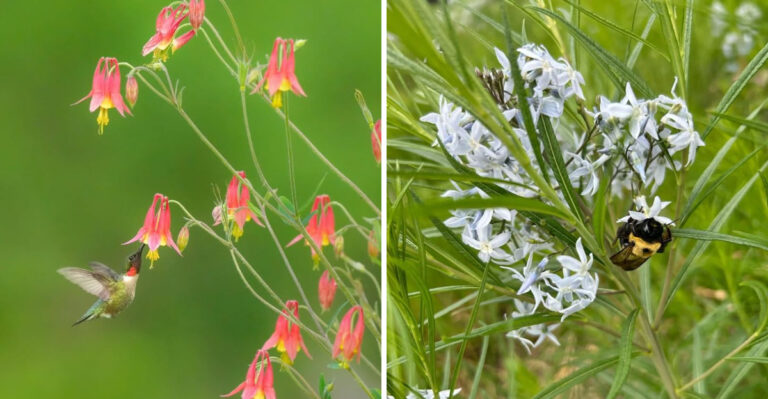 9 Georgia Native Spring Plants That Support Early Pollinators