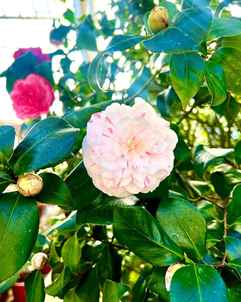 Evergreen Blooms And Glossy Leaves Make Camellias Stand Out