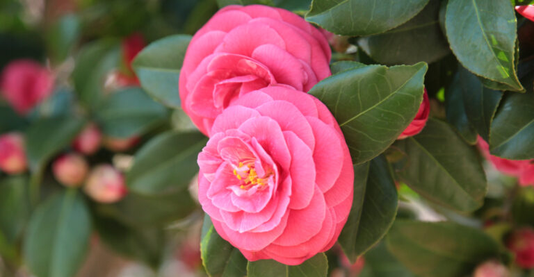 camellias (featured image)
