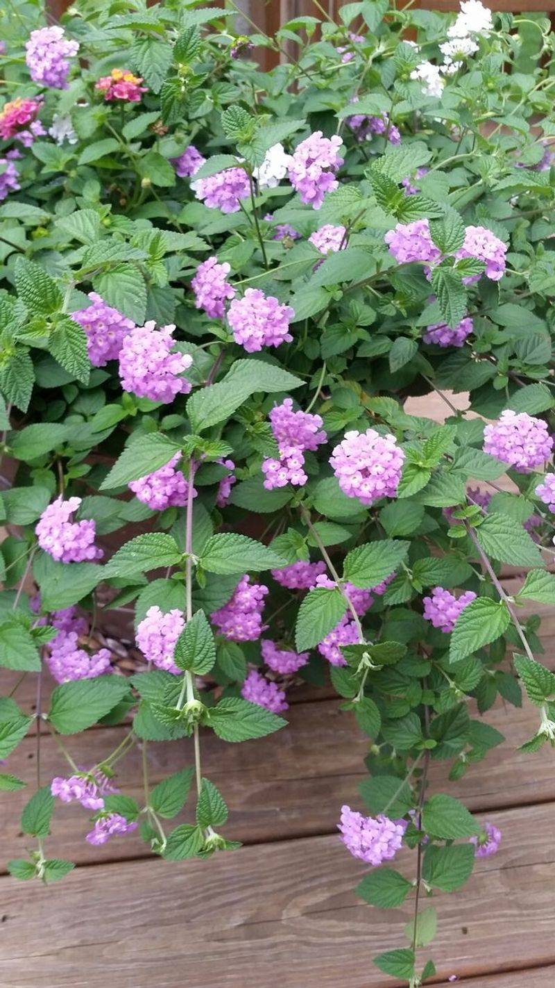 Trailing Lantana Stays Low And Rebounds As Days Warm