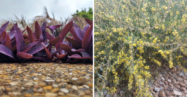 9 Groundcovers That Hold Up Through Arizona’s Late Winter