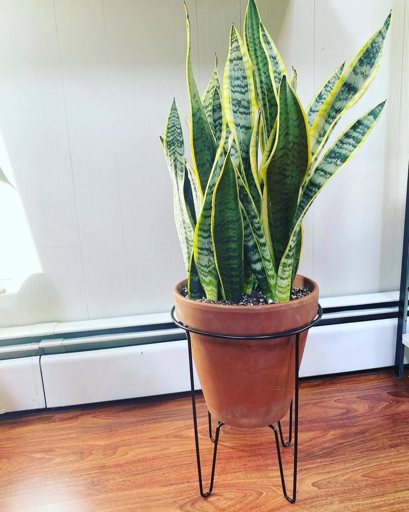Snake Plant (Dracaena Trifasciata)