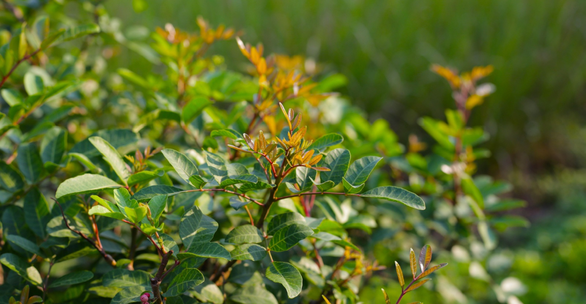 brazilian pepper tree