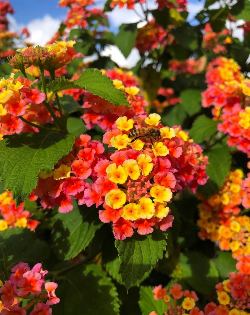 Lantana Keeps Blooming Through Heat With Minimal Attention