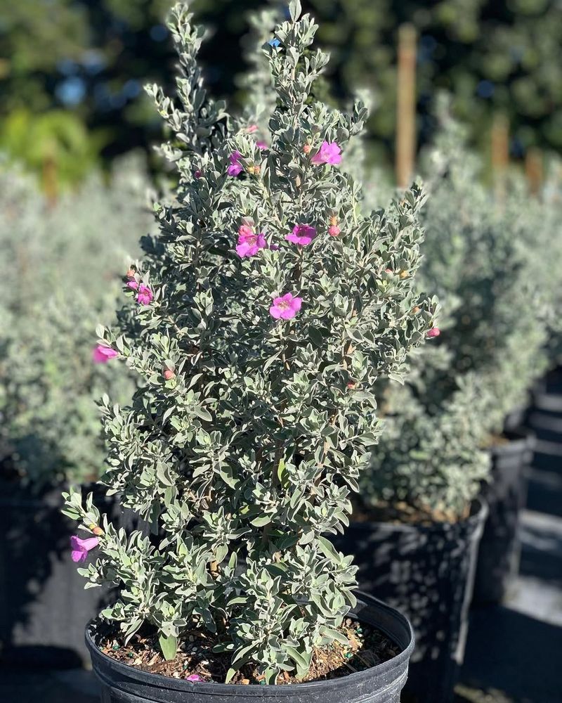 Texas Sage Thrives On Heat With Almost No Attention