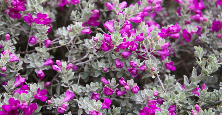 texas sage (featured image)