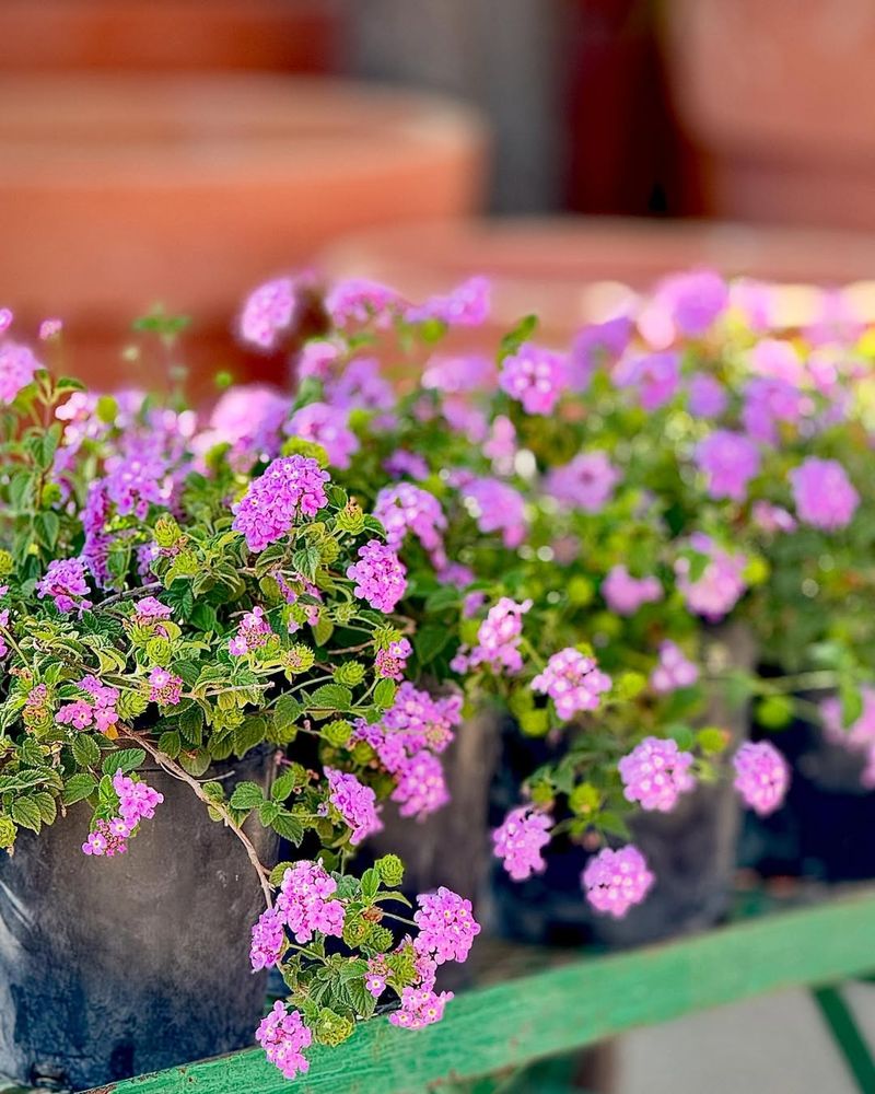 Trailing Lantana (Lantana montevidensis)