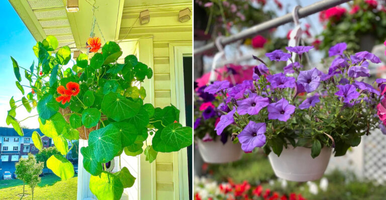 hanging basket flowers patios