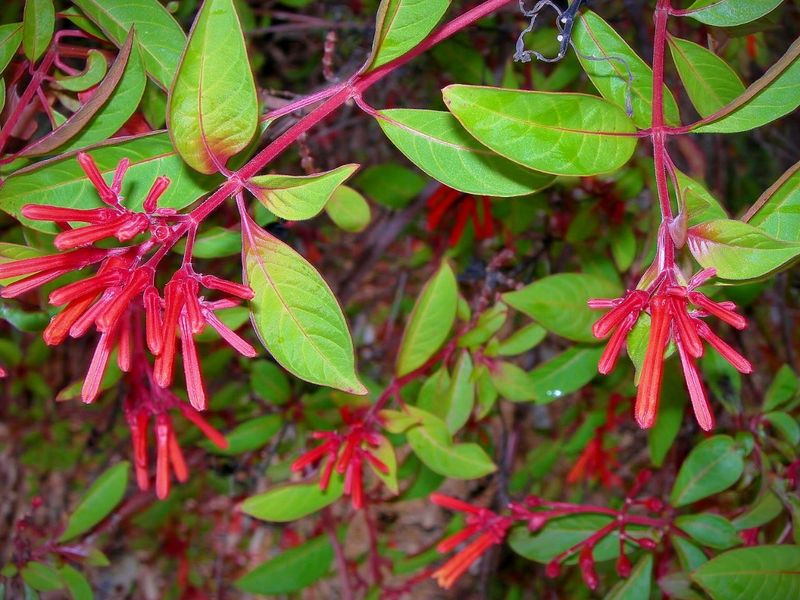 Firebush: Bright Color That Loves Florida Heat
