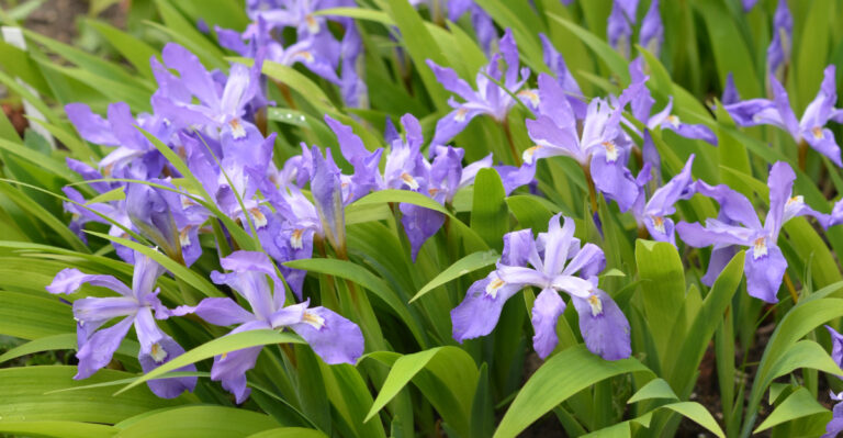 plants (featured image)