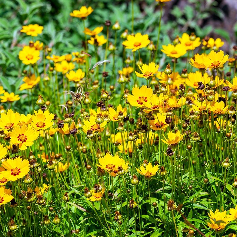 Coreopsis Forms Larger Flowering Clumps Each Year