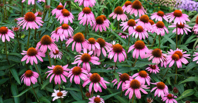 coneflowers (featured image)