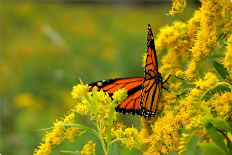 butterfly on goldenrod